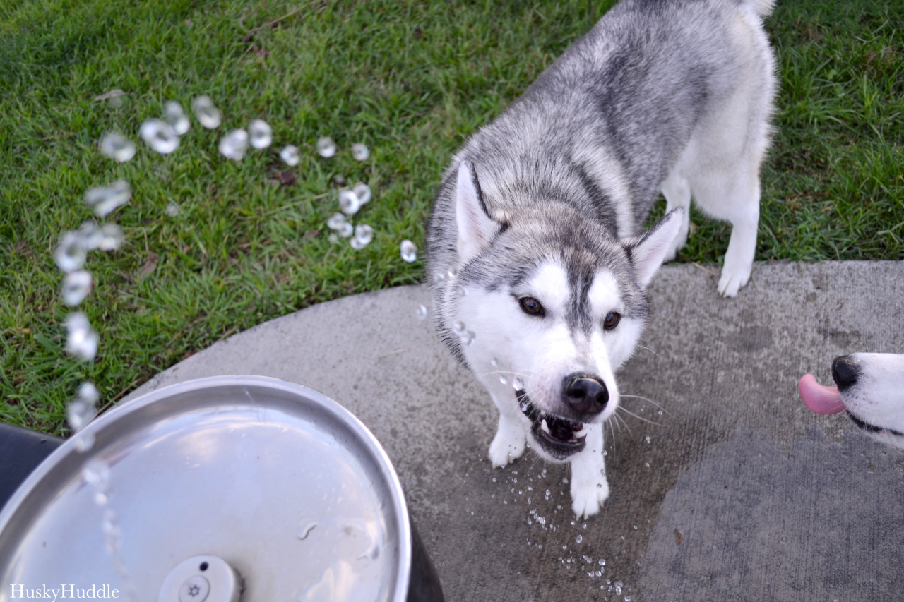 huskyhuddle:  Hubble’s fountain experience. He isn’t so good at it yet.