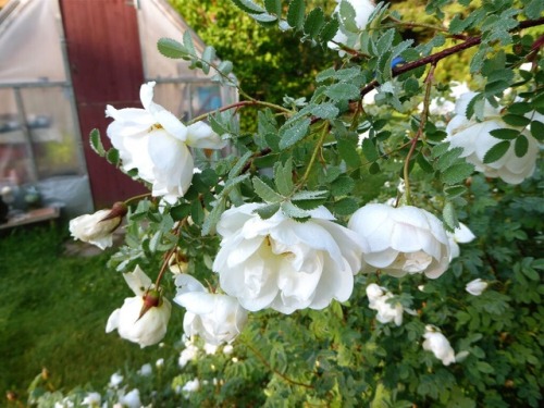 llovinghome:white Finnish roses