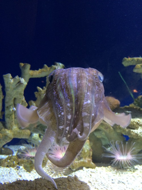 montereybayaquarium: squidscientistas:Painfully cute cuttlefish at the Monterey Bay Aquarium Tentacl