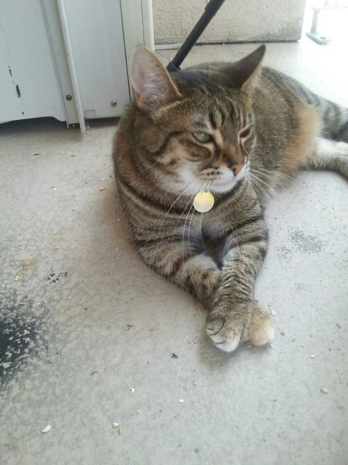 My cat Gypsy appreciating the sun outside :3 she’s so cute with her front paws crossed