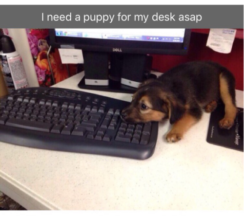 kissmyafropuff: princesskillmonger: babyanimalgifs:Dog snaps im crying I want a puppy so bad We hone