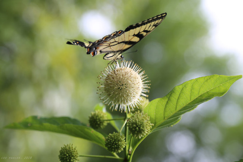 vandaliatraveler:Appalachian Summer, 2018, Volume Eight: Common Buttonbush. As Appalachia’s butterfl