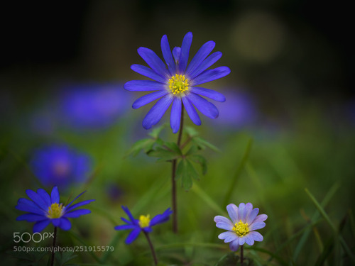 Anemone blanda by edithnero