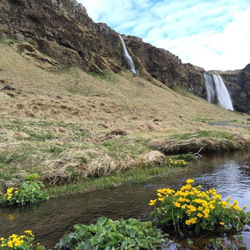 Signs of springtime in #Iceland at #Seljalandsfoss. #foss