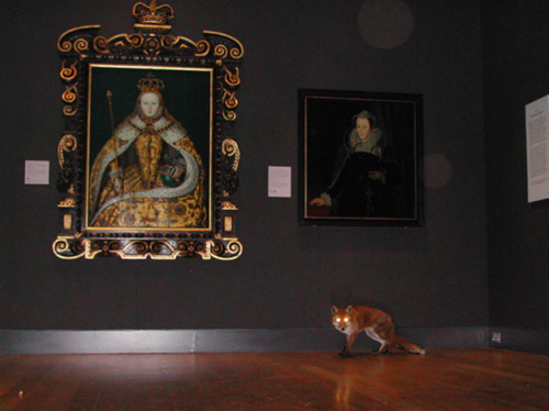 thescepteredisle: free-parking:  Francis Alÿs, Nightwatch, 2004.   Surveillance cameras observe a fox exploring the Tudor and Georgian rooms of the National Portrait Gallery at night.  This is also hilarious because the Tudor portraits are upstairs