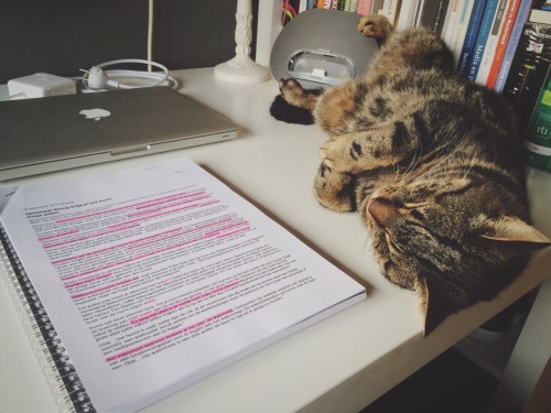 fleurbornthisway:This is how my cat likes to support me while studying.