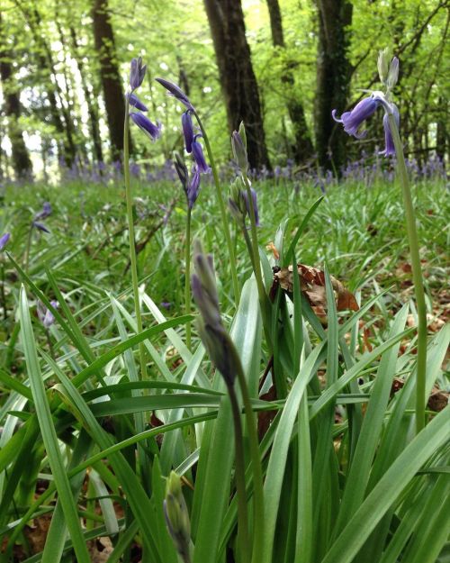 spring in the woods #forestbathing #nature #nomeart  www.instagram.com/p/CdJgTidr7Dm/?igshid