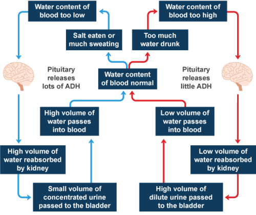 Osmoregulation Biology A2 Revision OCR osmoregulation-biology-a2-revision-ocr