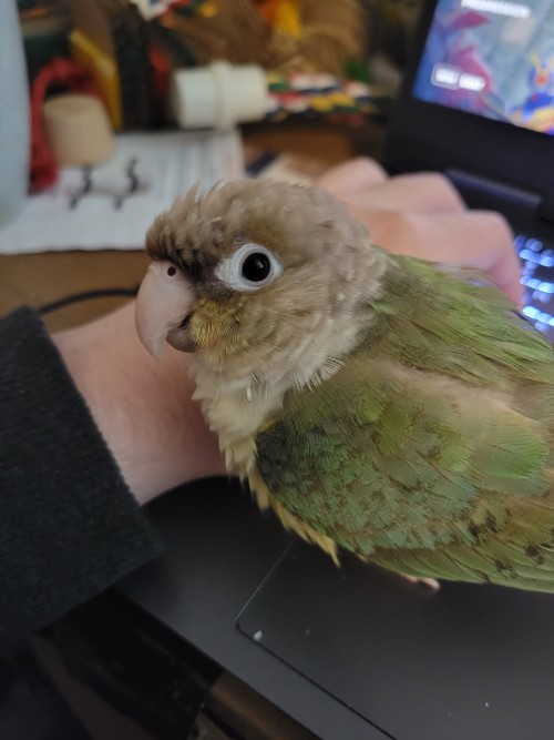 Saw Someone Send Their Pet Parrot And Thought I'd Chip In, This Is My First Ask On Tumblr So Hoping I'm