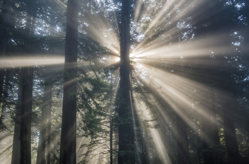 Morning Rays by The Northcoast Photographerwww.northcoastphotographer.net