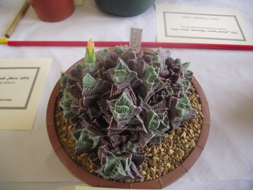 cactusmandan:Some fantastic Faucaria sp. from the mesemb show, aka Tiger jaws!