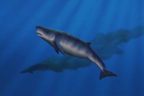 Kogiopsis floridana was a physeteroid whale that lived near the coast of the southeastern United Sta