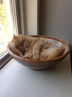 derpycats:  FitzRoy’s derping in his bowl.