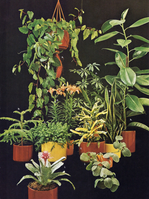 drydockshop: ILLUSTRATED ENCYCLOPEDIA OF GARDENING American Horticultural Society ©1974