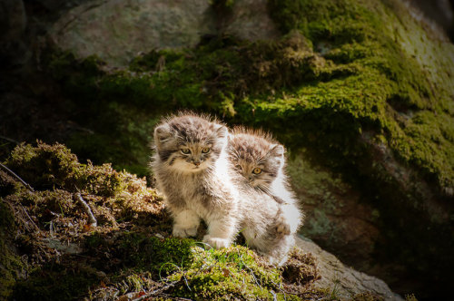 the-awesome-quotes:The Manul Cat Is The Most Expressive Cat In The World