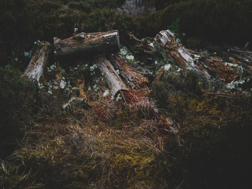 Winter woodland tones on the Isle of Eigg, Scotland