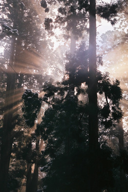 plasmatics-life:  Untitled | By Charlie Engman 