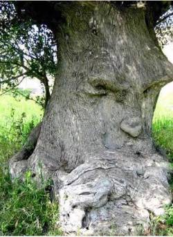 shamanashes:  Ancient olive tree ( Ginosa