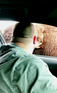 GIF, OWENS, GIF!