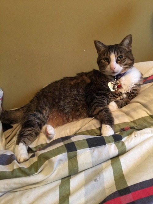 H(er)R(oyal) H(ighness)-Miss Boots(submitted by royalbengaltiger2222)