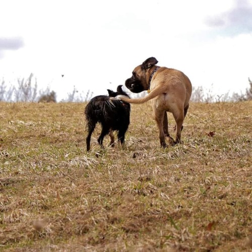 Happy Sat, find a friend and go for a hike!!!! #optoutside #hikingwithbordercollies #hikingwithdogs 