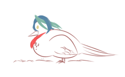 lunarledges:  Shun is 100% bird