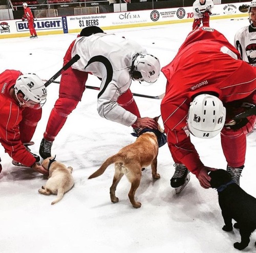 charlottecheckershockey: @emilybennett.dulaney: Huge heartfelt thank you to the Charlotte Check