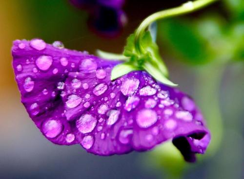 A flower After a Ky Rainfall