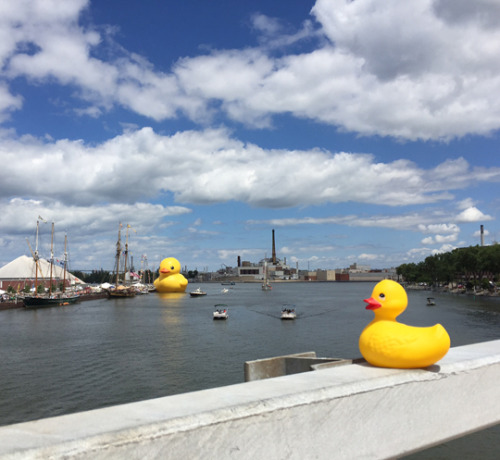 tastefullyoffensive:  Ducky Meets the World’s porn pictures