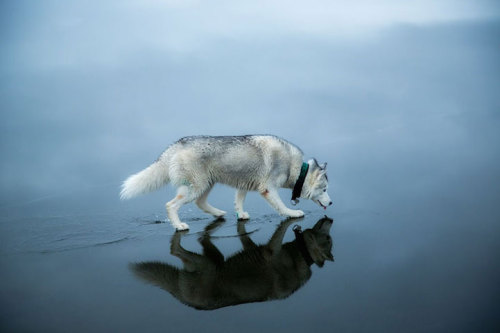 borkyno:escapekit:Huskies on waterRussian photographer Fox Grom on his recent walk with his dogs has