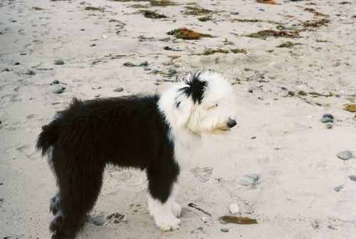 Calvin at the beach