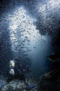   » Diver immersed in silversides ~ By Ellen Cuylaerts    