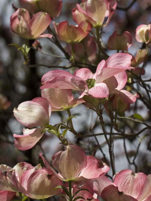 dogwood