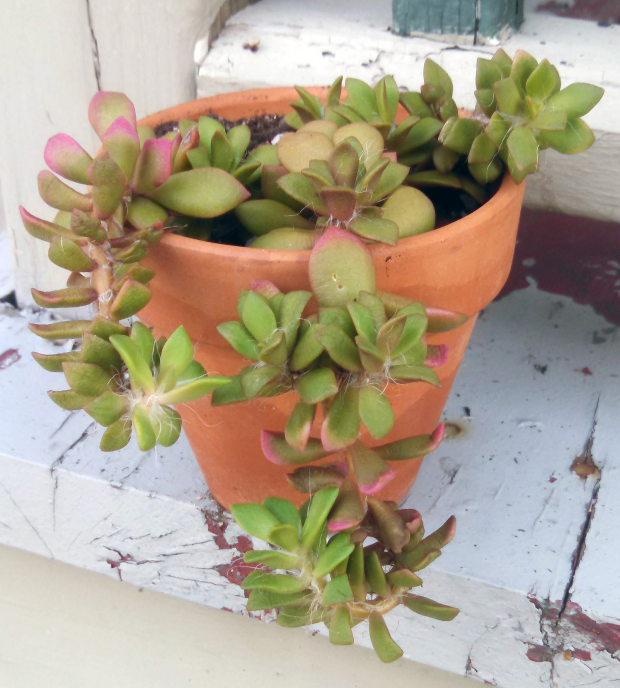 Anacampseros telephiastrum ‘variegata’“My own personal experience with Anacampseros telephiastrum ‘variegata’ is that it was another plant that I used to keep but gave away (it was actually this exact one pictured above…) because when I purchased it...