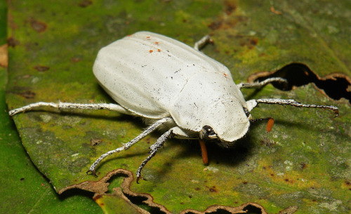 sinobug:White Scarab Beetle (Cyphochilus insulanus, Melolonthinae)Cyphochilus is a genus of beetle w