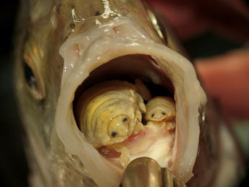 bookishwitch:  sixpenceee:  Cymothoa exigua is a tongue eating parasite. It enters the fish through the gills and attaches itself to the fishes tongue. It destroys the tongue by drawing blood from it and then attaches its own body to the stub of the