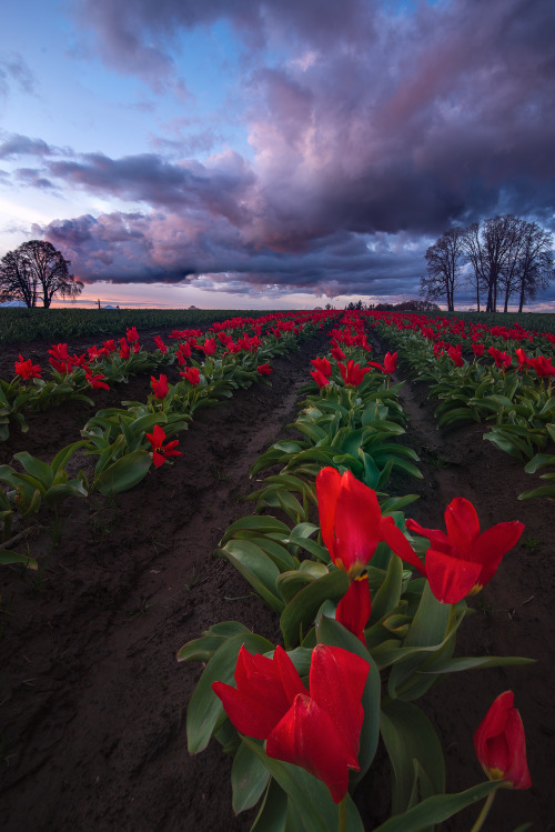 amazinglybeautifulphotography:  Tulips and Stormy Skies at Wooden Shoe Tulip Farm, Oregon in 2017 [OC] [1843x2759] - Author: dreamcapturedimages on reddit