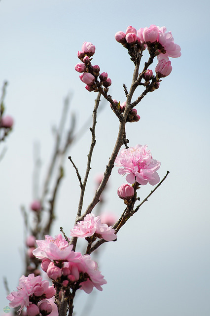 mizunokisu:  DS7_7770.jpg by d3_plus on Flickr. 