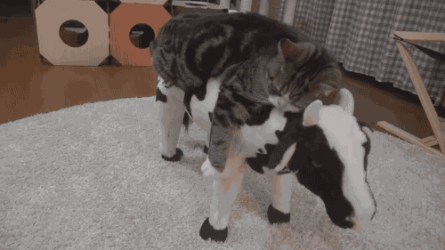 gifsboom:  Maru sleeping on a cow. [video]