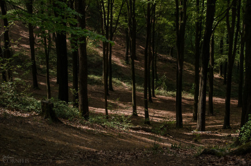 Kluisbos, Kluisbergen, East Flanders, Belgium 2018by Jolien CornelisInstagramThere is a secret 