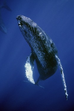 thelovelyseas:  Humpback Whale (Megaptera