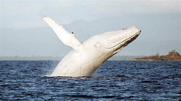 thelovelyseas:  These stunning images capture a graceful show by a rare white humpback