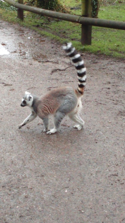 starstarship:@little-brisk This confused Irish lemur would like you to know that she’d share a puddl