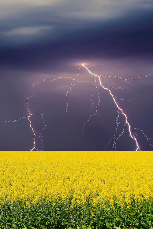 expressions-of-nature:  Canola Crop with porn pictures