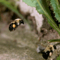 Bumble Bee Stimboard For Bee @n1tram-style 