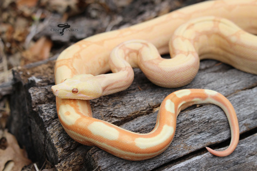 Tropical Breeze - Sunglow Keywest Arabesque (Boa imperator)