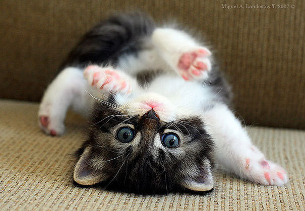 cat-overload:  Oh No You are really Upside Down