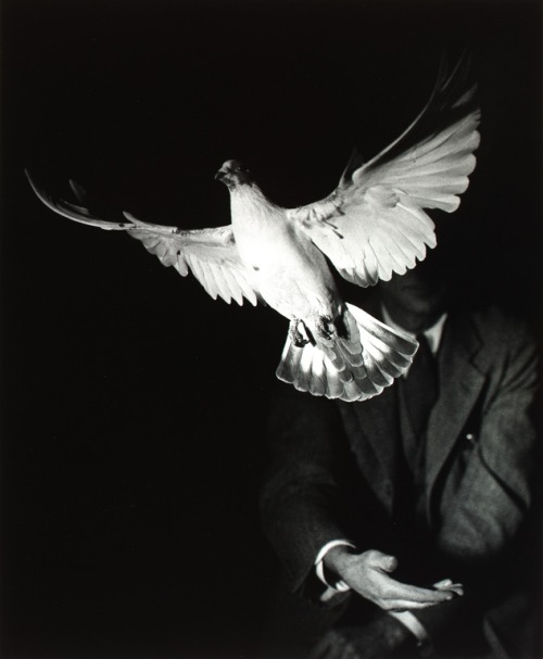 gacougnol:Harold E. Edgerton Rising Dove1934