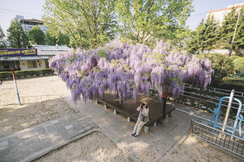 2022-04-17Wisteria FlowerCanon EOS R3 + RF15-35mm f2.8L ISInstagram  |  hwantastic79vivid