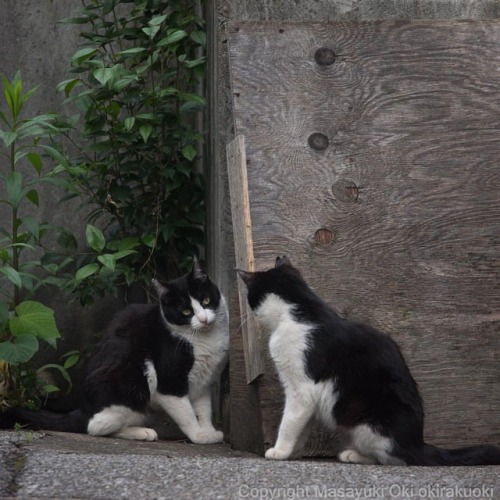 okirakuoki:  ご対面。  おはようございます Good morning from Tokyo Japan ☀️  #cat #ねこ